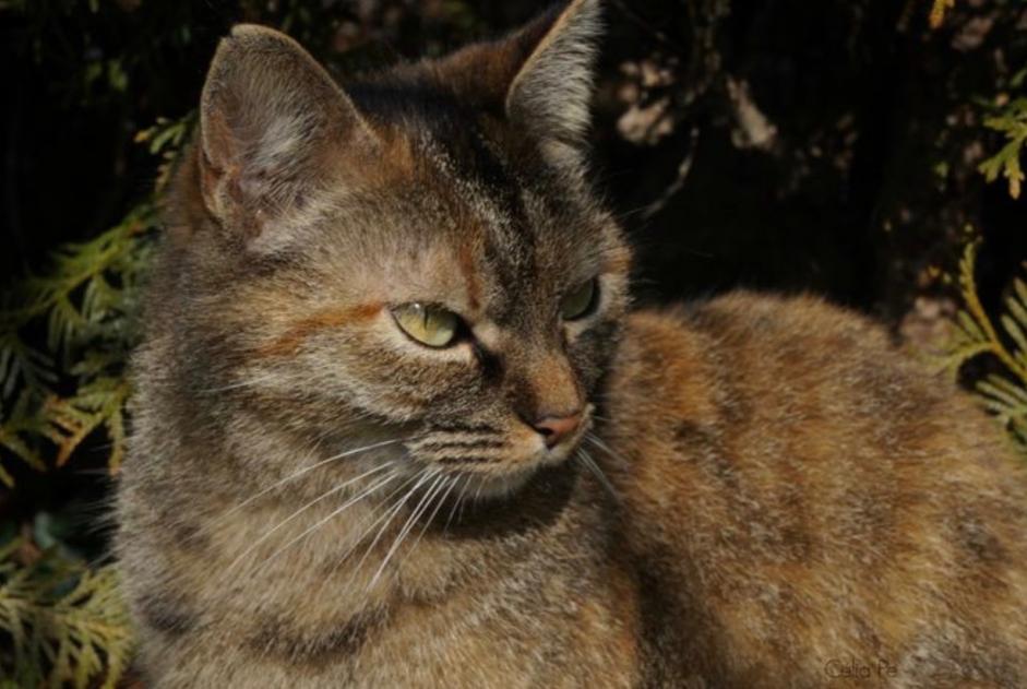Disappearance alert Cat Female , 14 years Saintry-sur-Seine France Disappearance alert Cat Female , 14 years Saintry-sur-Seine France