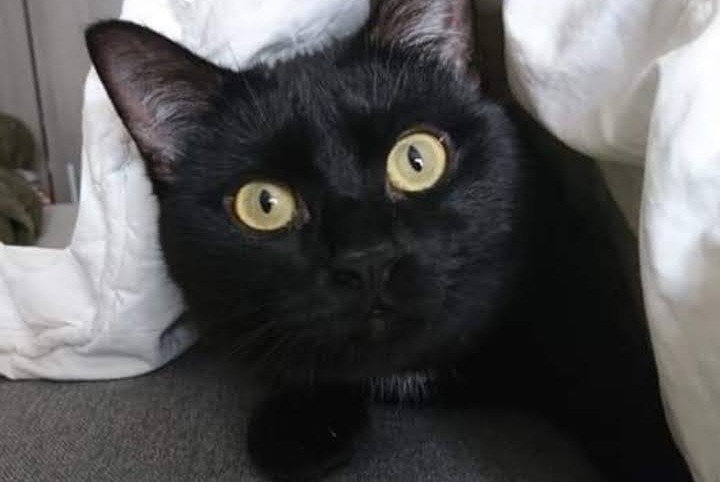 Disappearance alert Cat Male , 7 years Chevrières France Disappearance alert Cat Male , 7 years Chevrières France