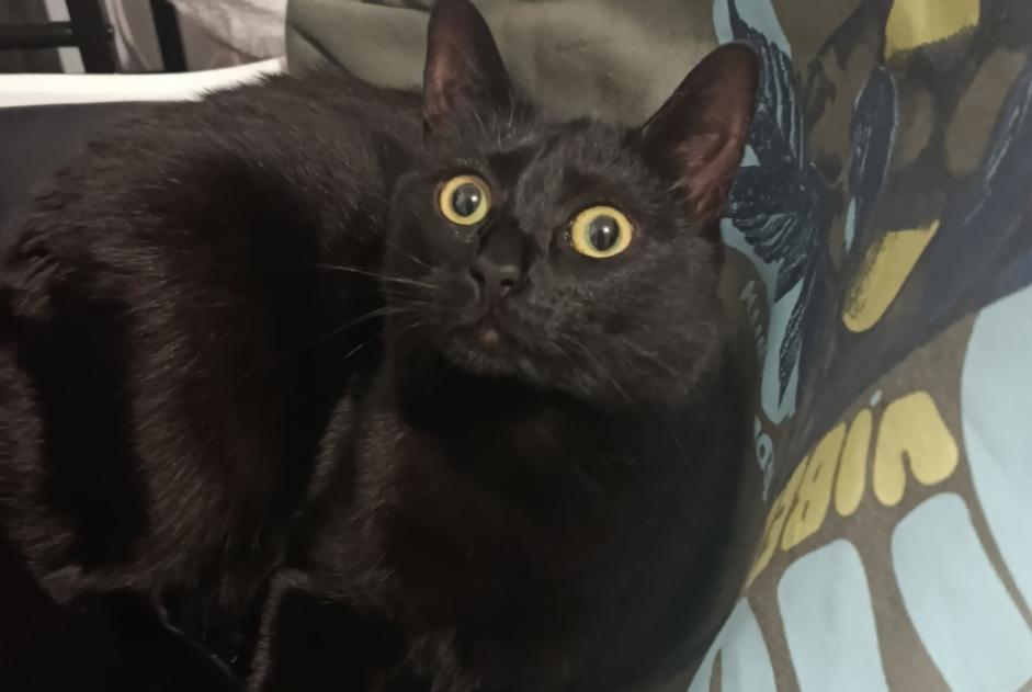 Alerta de Desaparición Gato Hembra , 1 años Nevers Francia