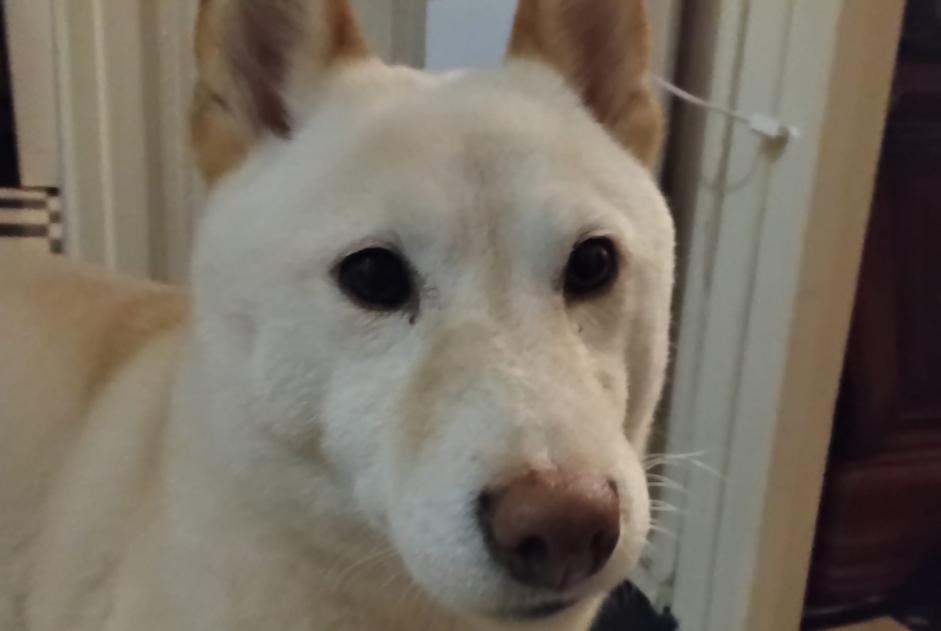 Alerta de Desaparición Perro Hembra , 7 años Agde Francia Alerta de Desaparición Perro Hembra , 7 años Agde Francia