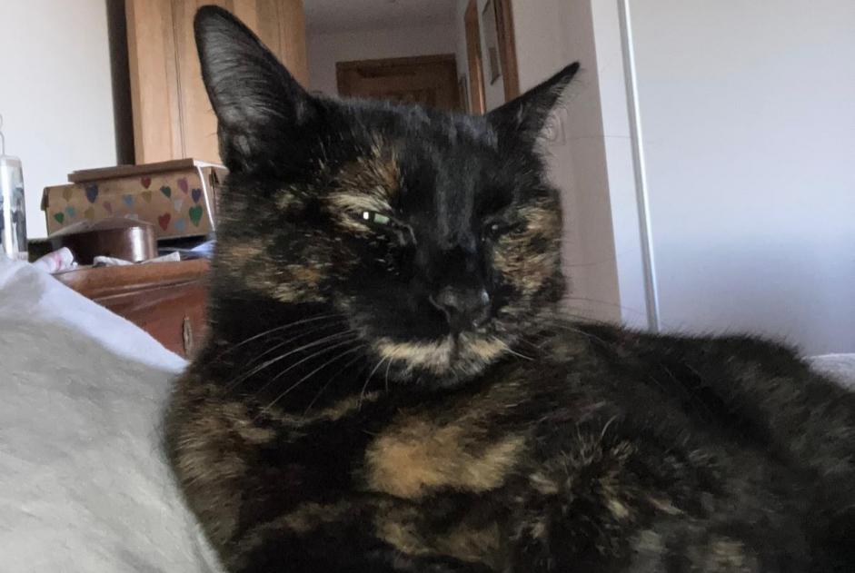 Alerte Disparition Chat Femelle , 4 ans Lamelouze France