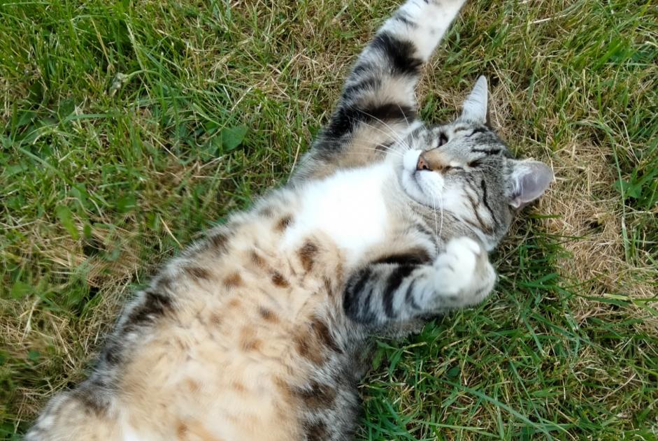 Alerte Disparition Chat Mâle , 10 ans Charencey France Alerte Disparition Chat Mâle , 10 ans Charencey France