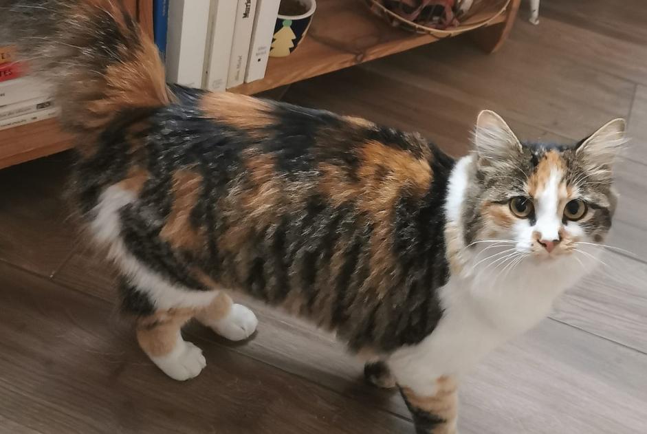 Alerte Disparition Chat Femelle , 1 ans Le Mans France Alerte Disparition Chat Femelle , 1 ans Le Mans France