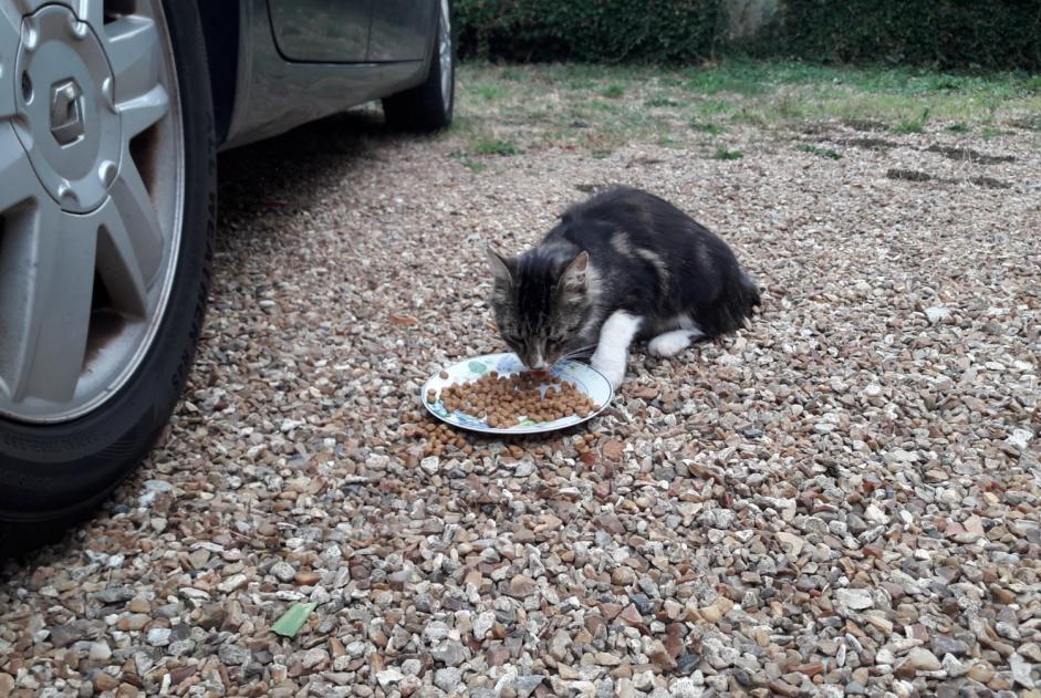 Alerte Découverte Chat Mâle Beauche France