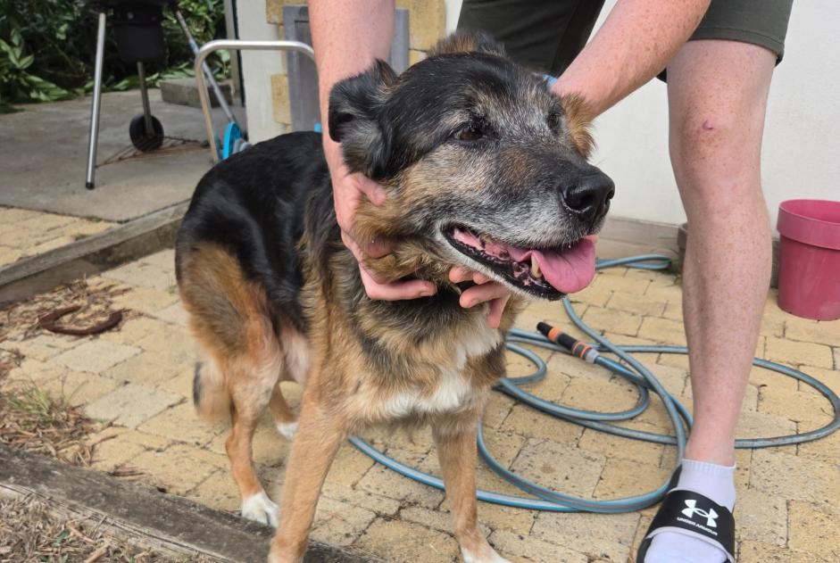 Alerte Découverte Chien croisement Mâle Quimperlé France Alerte Découverte Chien croisement Mâle Quimperlé France