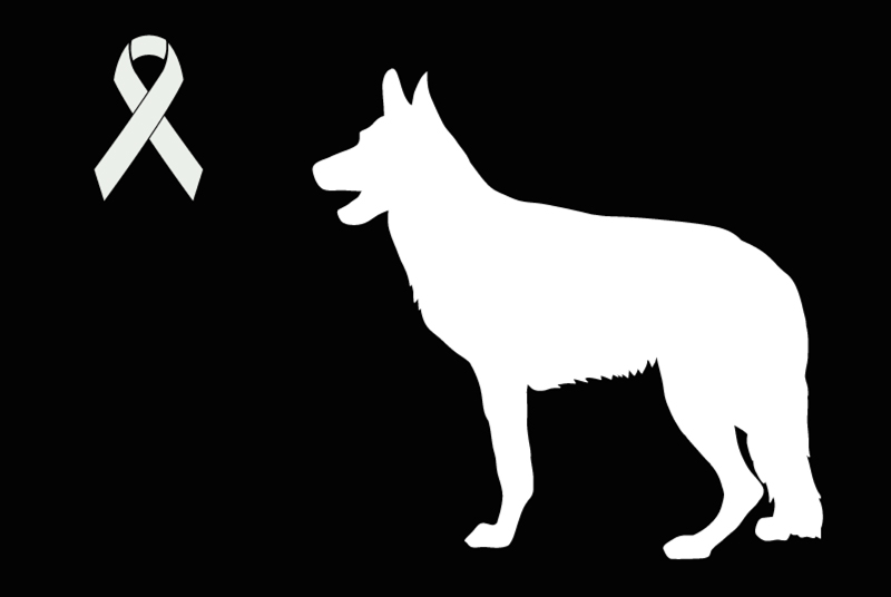 Fundmeldung Hund Unbekannt Colayrac-Saint-Cirq Frankreich