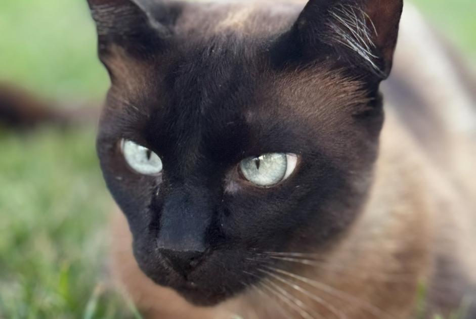 Alerta desaparecimento Gato Macho , 4 anos Saint-Raphaël France Alerta desaparecimento Gato Macho , 4 anos Saint-Raphaël France
